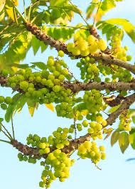 Gooseberry Tree-5 gallon- Chum Ruot