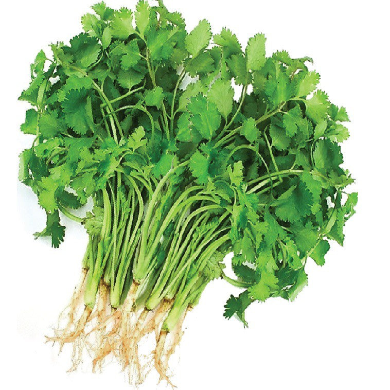 Ngò hạt lớn chịu nhiệt-20g-Big Seeded Coriander