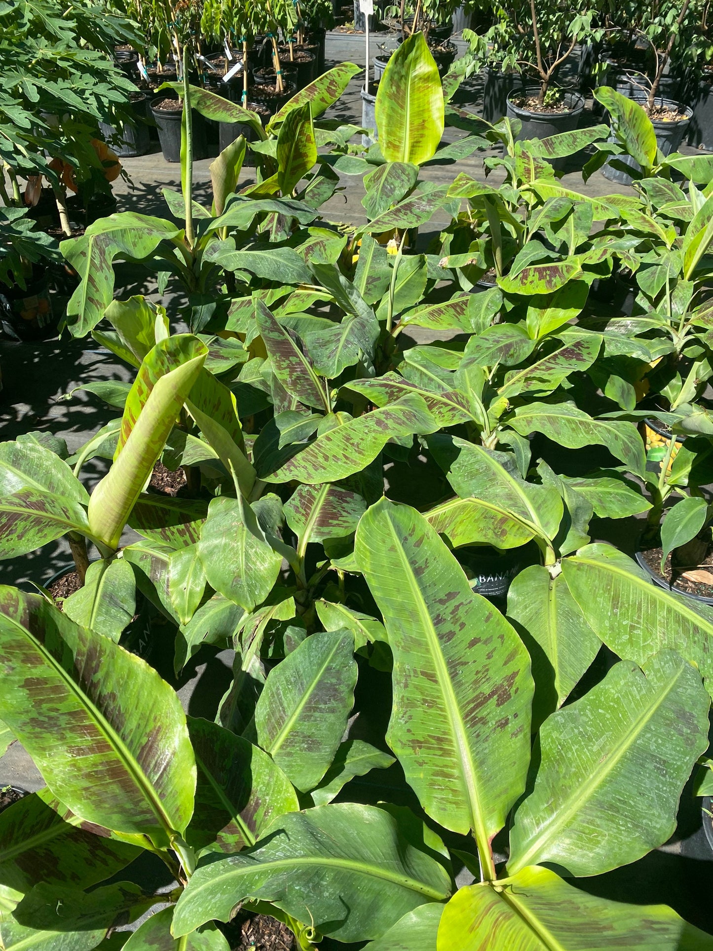 Banana Tree- Cay Chuoi