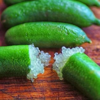 Australian Finger Lime Tree- chanh mong tay uc