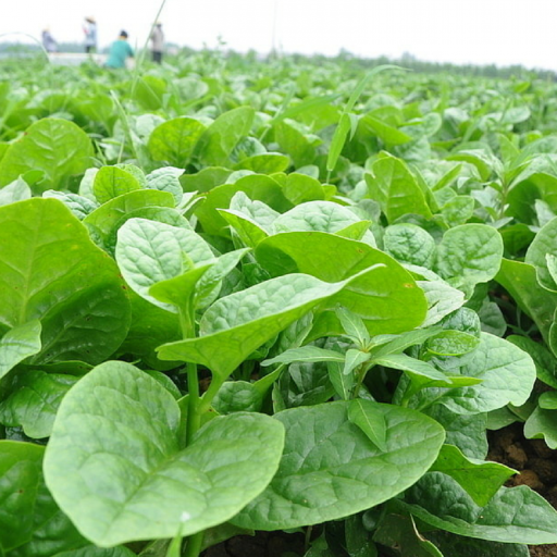 Mồng tơi lá to-20g-Large-Leaf Malabar Spinach