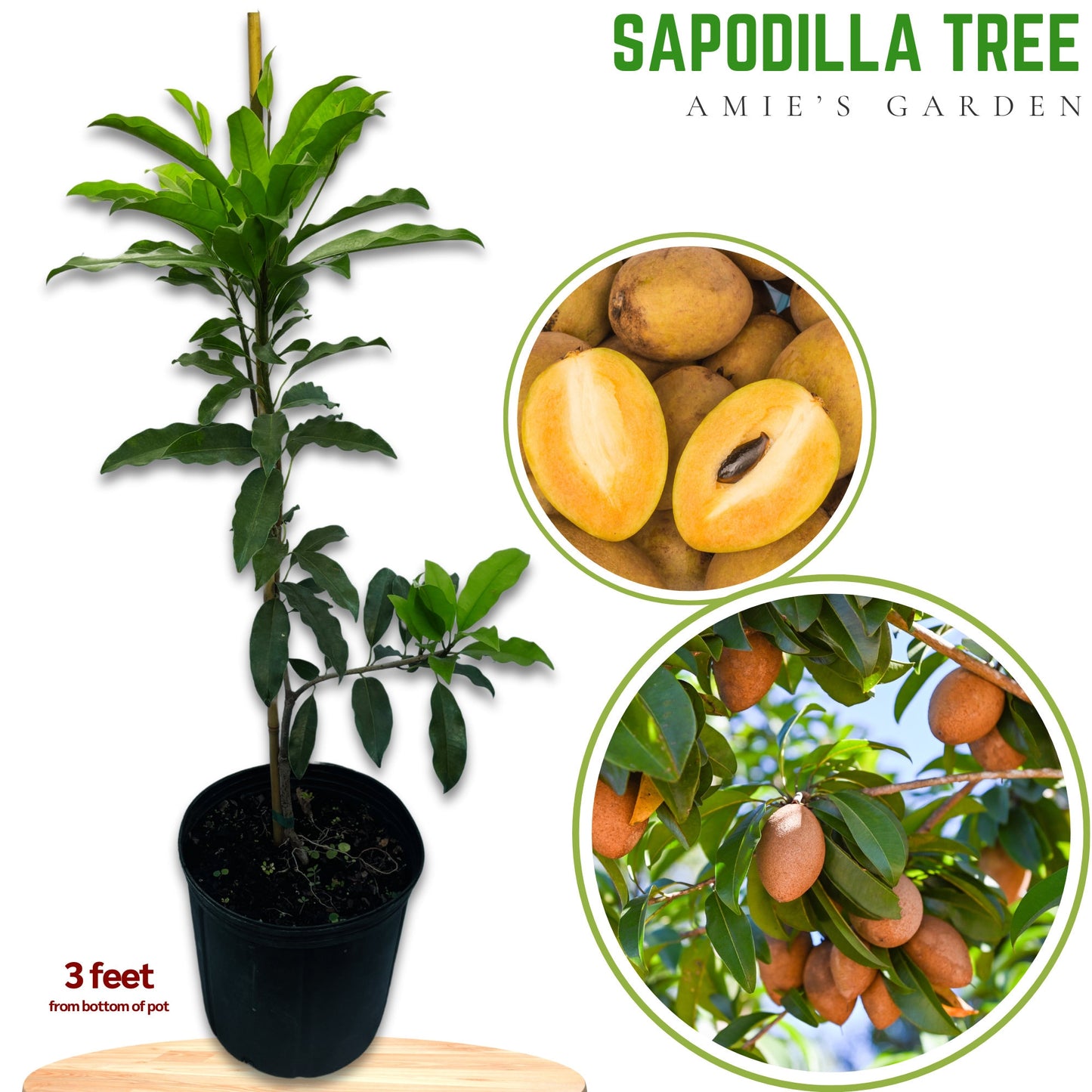 Sapodilla Tree - 5 gallon
