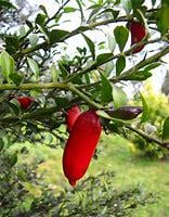 Red Finger Lime Tree- chanh mong tay do