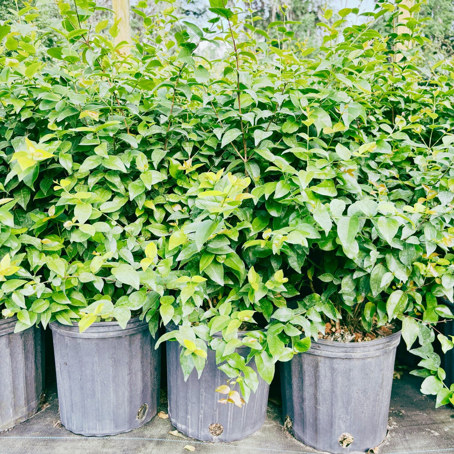 Surinam Cherry Tree - 5gallon- Sori An Do