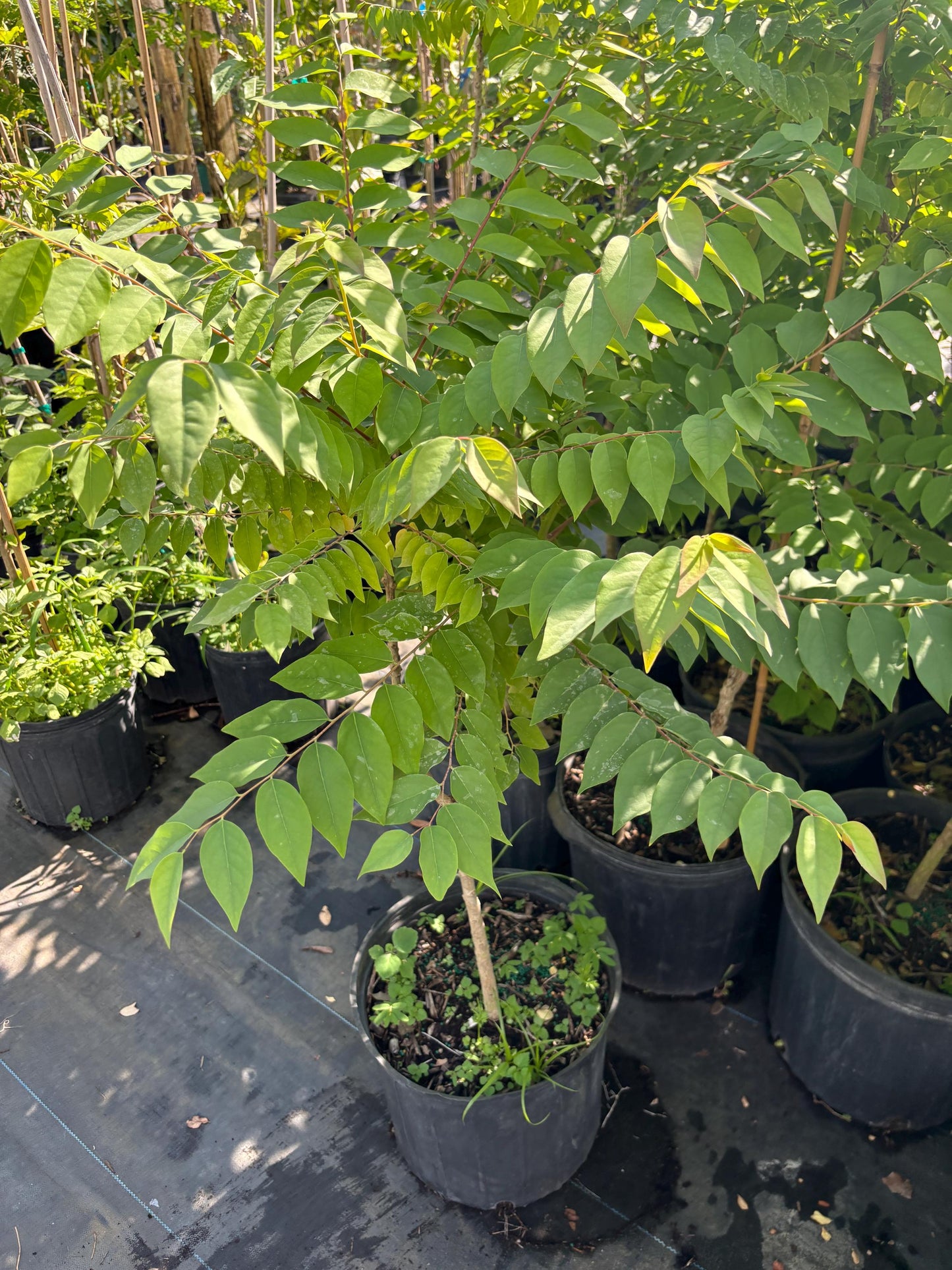 Gooseberry Tree-5 gallon- Chum Ruot