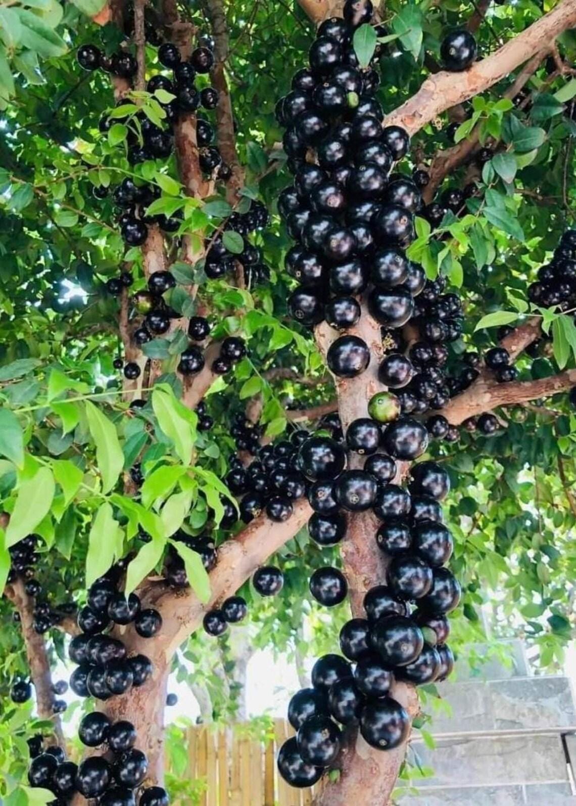 Jaboticaba Fruit Tree- Nho Than Go