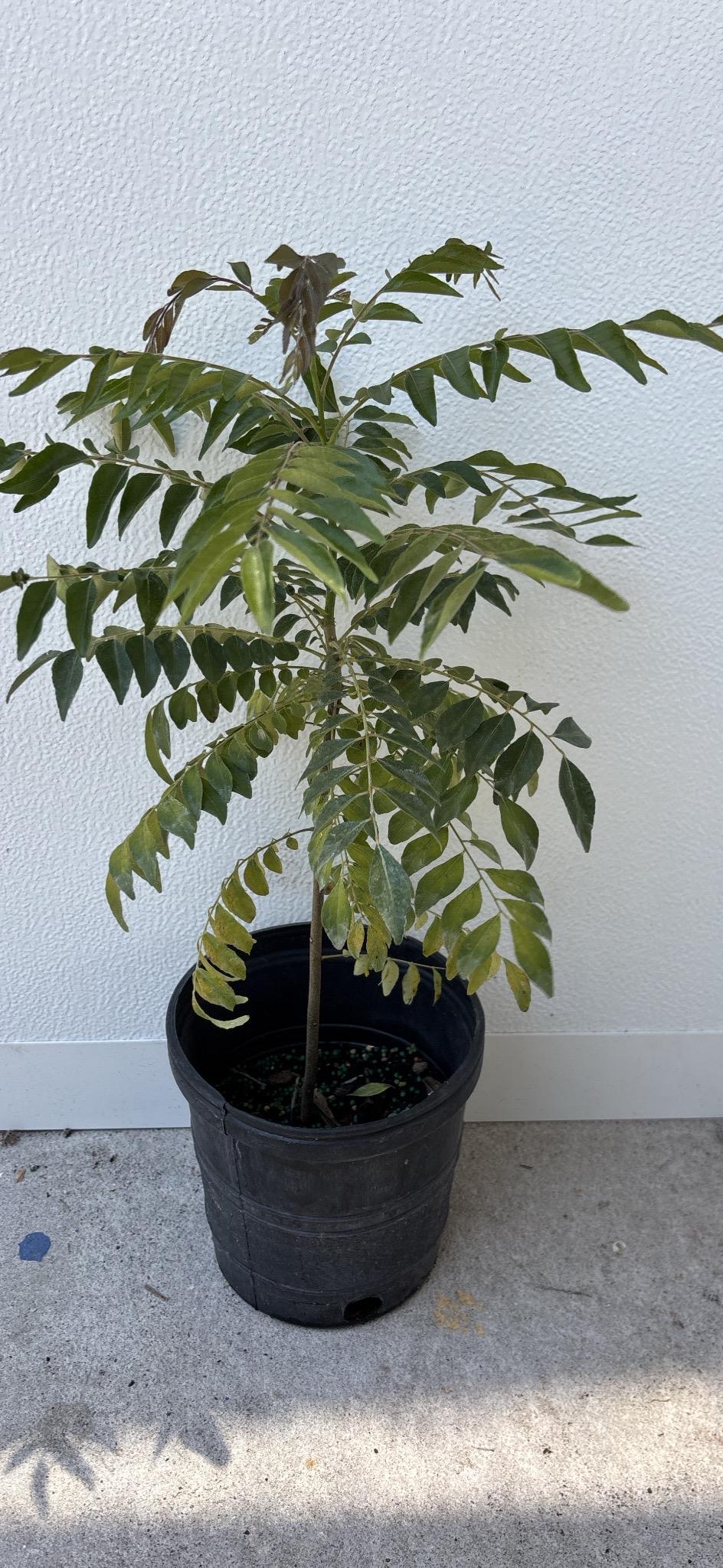 Curry Leave- Cay Ca Ri