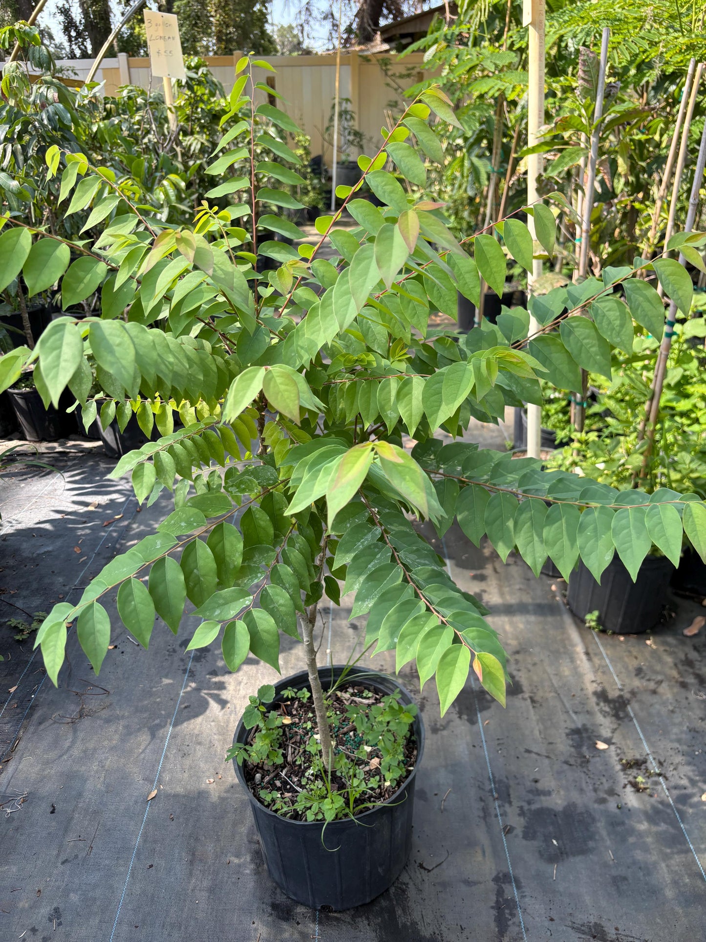 Gooseberry Tree-5 gallon- Chum Ruot