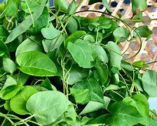Sour River Leaf Vine - Cay La Giang
