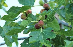 Fig Tree