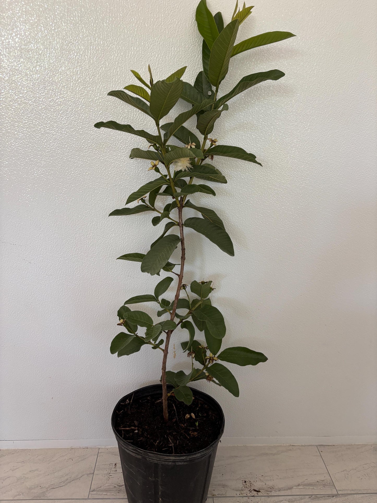 Ruby Supreme Guava Tree- Oi Do
