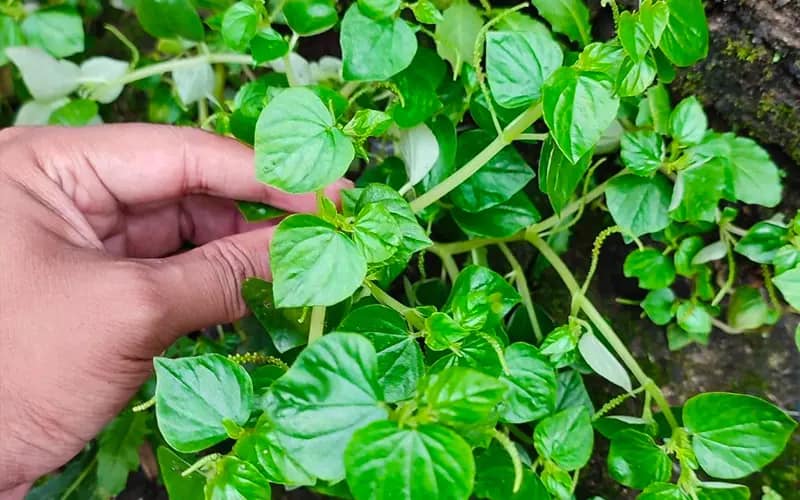 Rau càng cua-0.5g-Peperomia pellucida