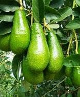 Russell Avocado Tree- Bo Co Dai