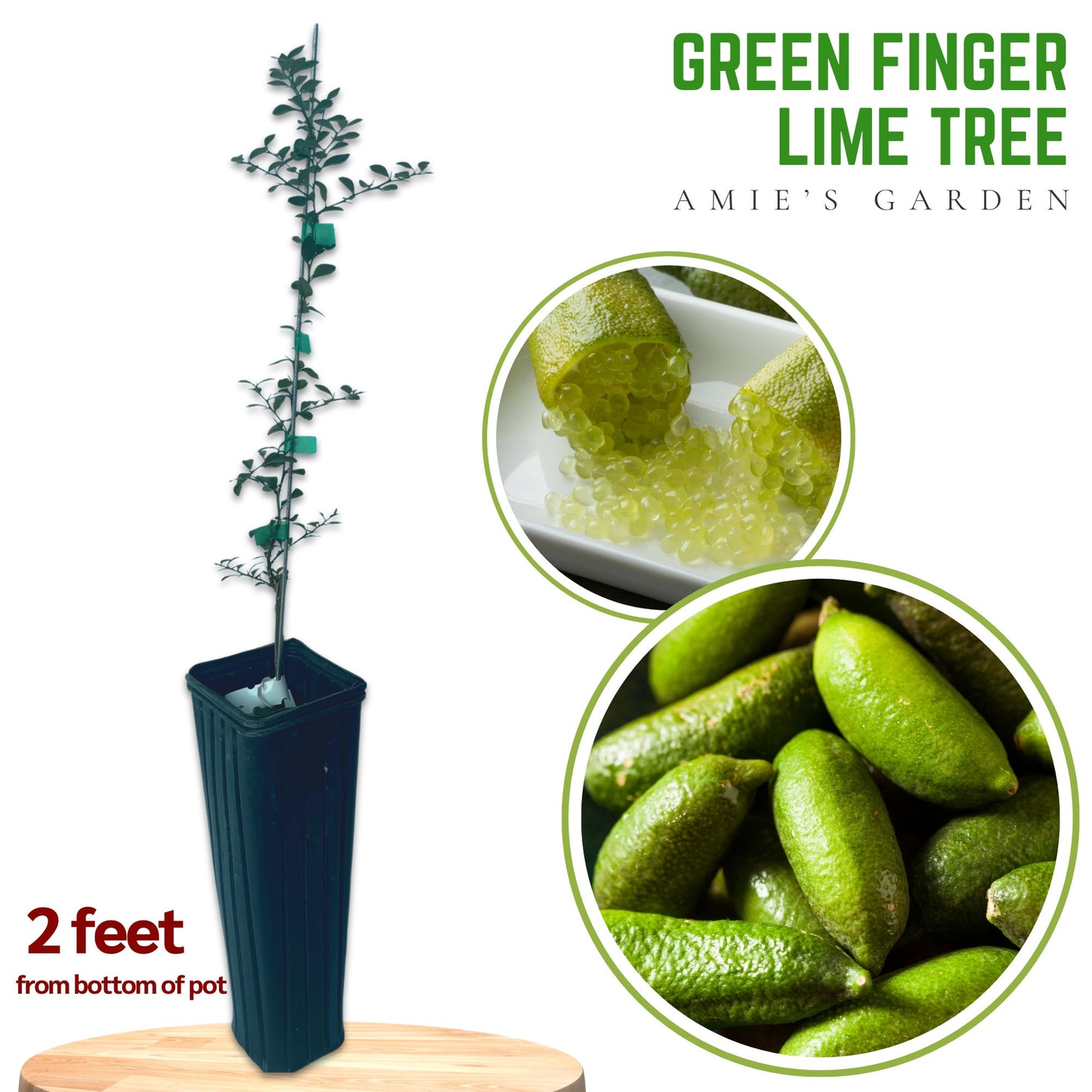 Green Finger Lime Tree - 1-2 Feet Tall in 1/2-Gallon Citra Pot - Free Shipping - Fresh and Ready for Your Garden!