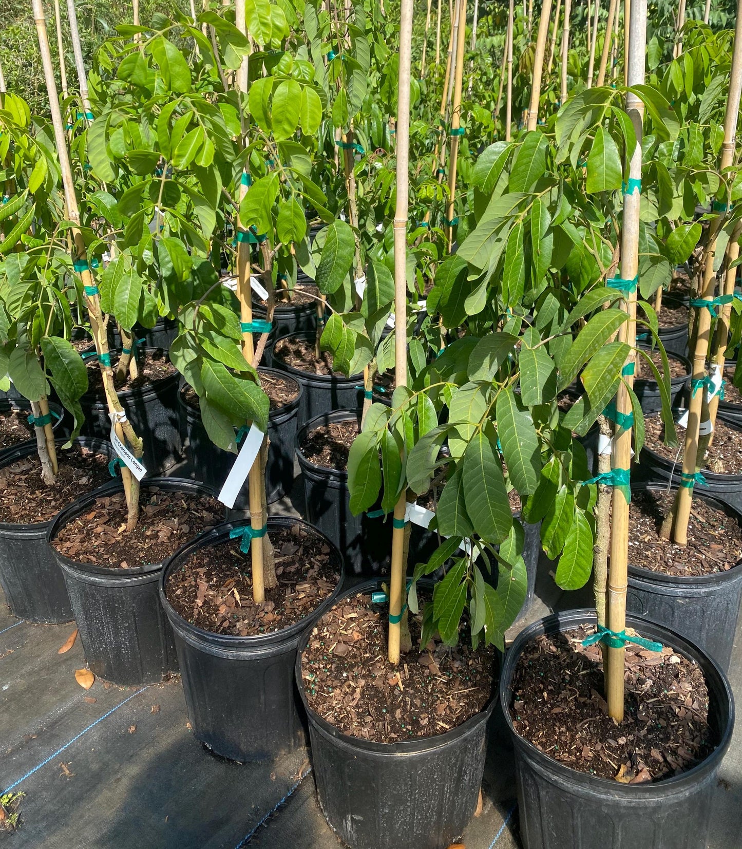 Longan Tree- Nhan