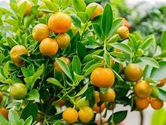 Bush Calamondin tree - Tac chua