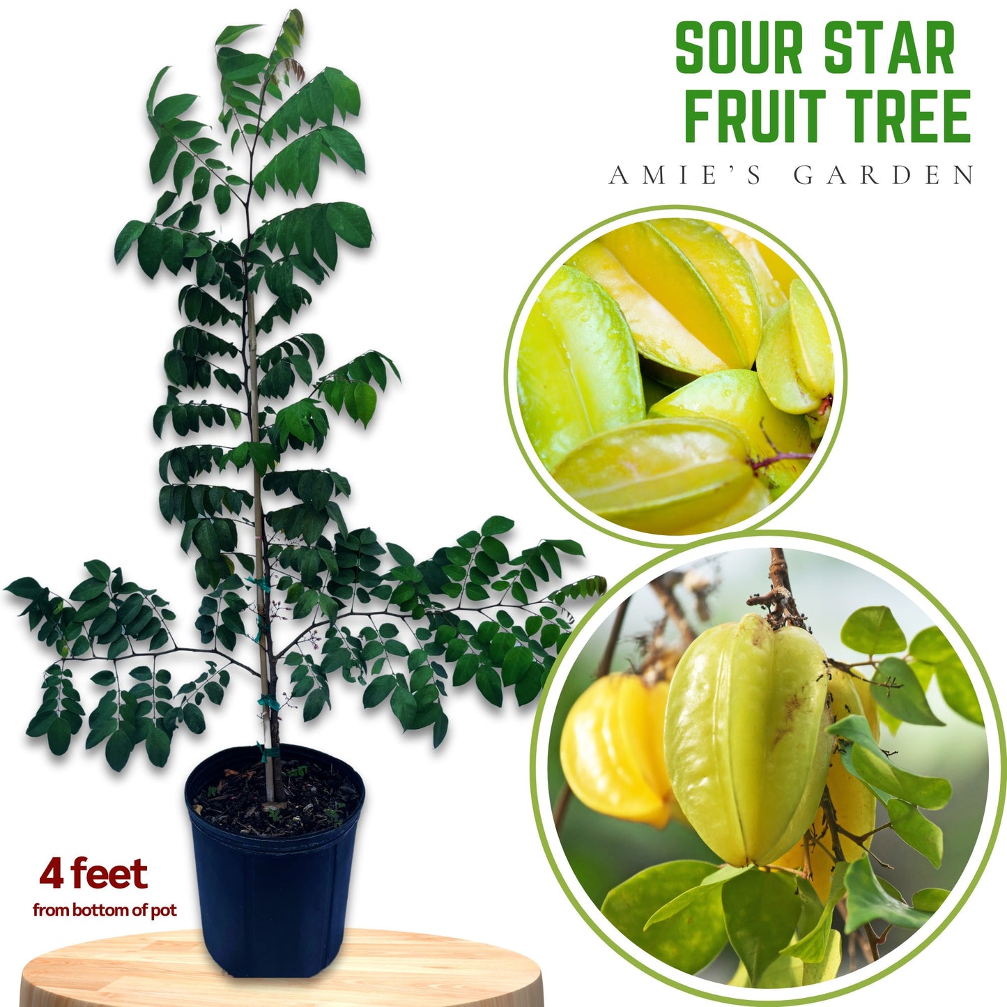 SOUR Star Fruit Tree- Khe Chua