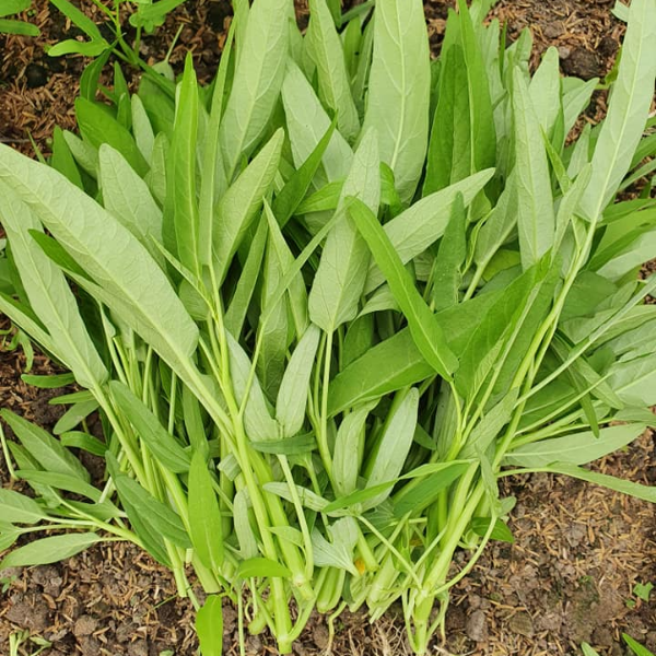 Rau muống lá lớn-50g-Large-Leaf Water Spinach