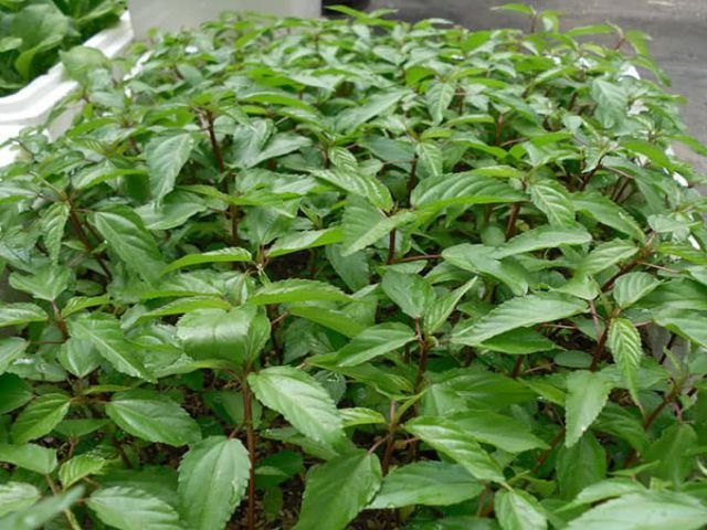 Rau đay đỏ-20g-Red Jute Mallow