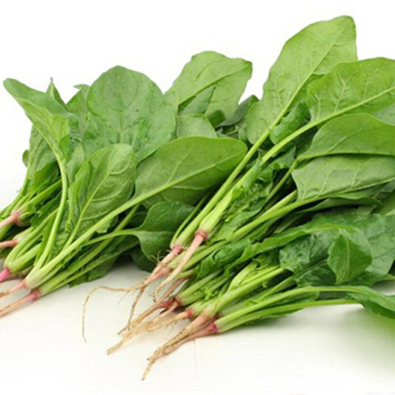 Cải bó xôi OP- 20g-spinach