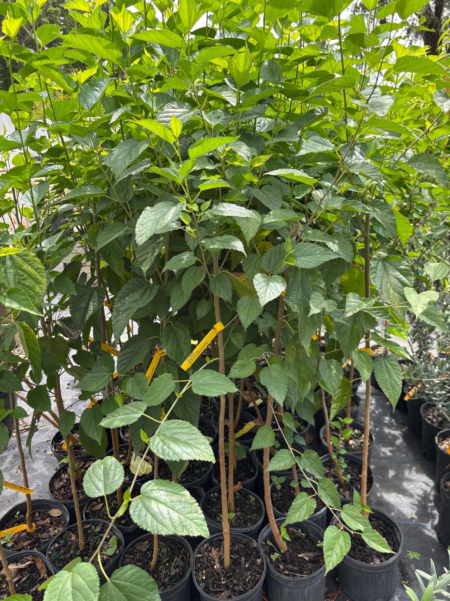 Mulberry Tree- Dau Tam