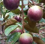 Caimito Tree- Vu Sua