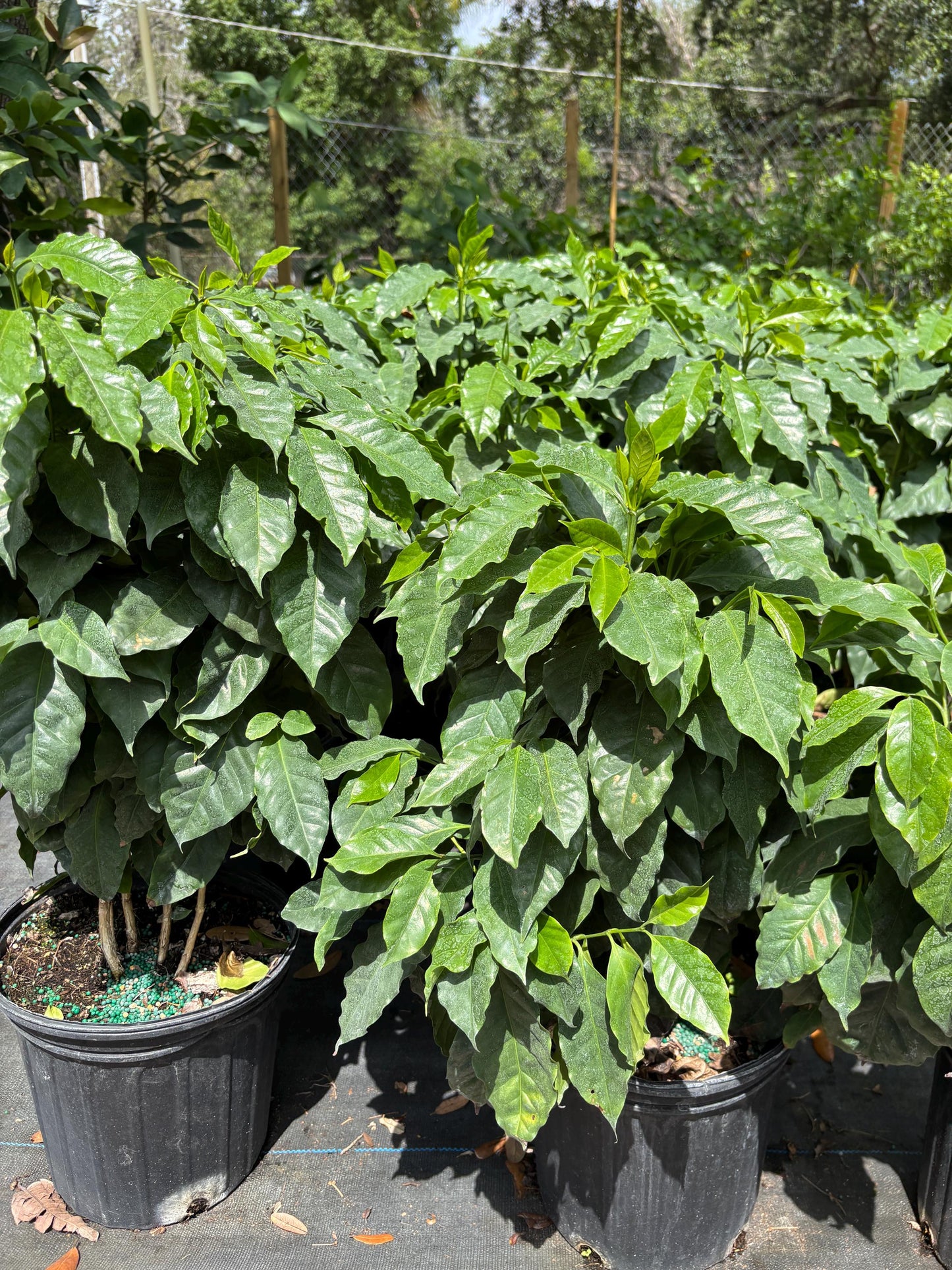 Coffee Tree - Cay Cafe