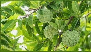 Sugar Apple Tree- Mang Cau