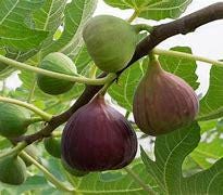 Fig Tree