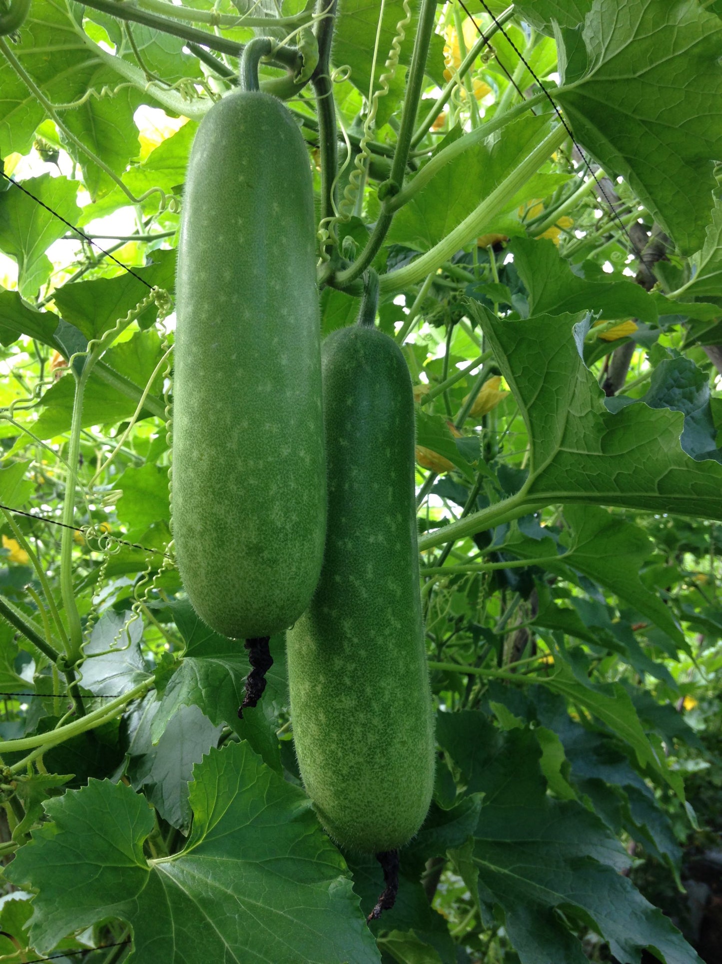 Bí đao chanh lai f1-0.2g-F1 Hybrid Lemon Winter Melon