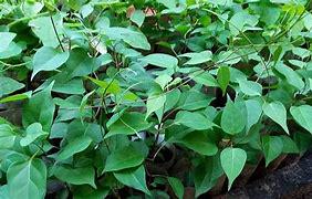 Sour River Leaf Vine - Cay La Giang