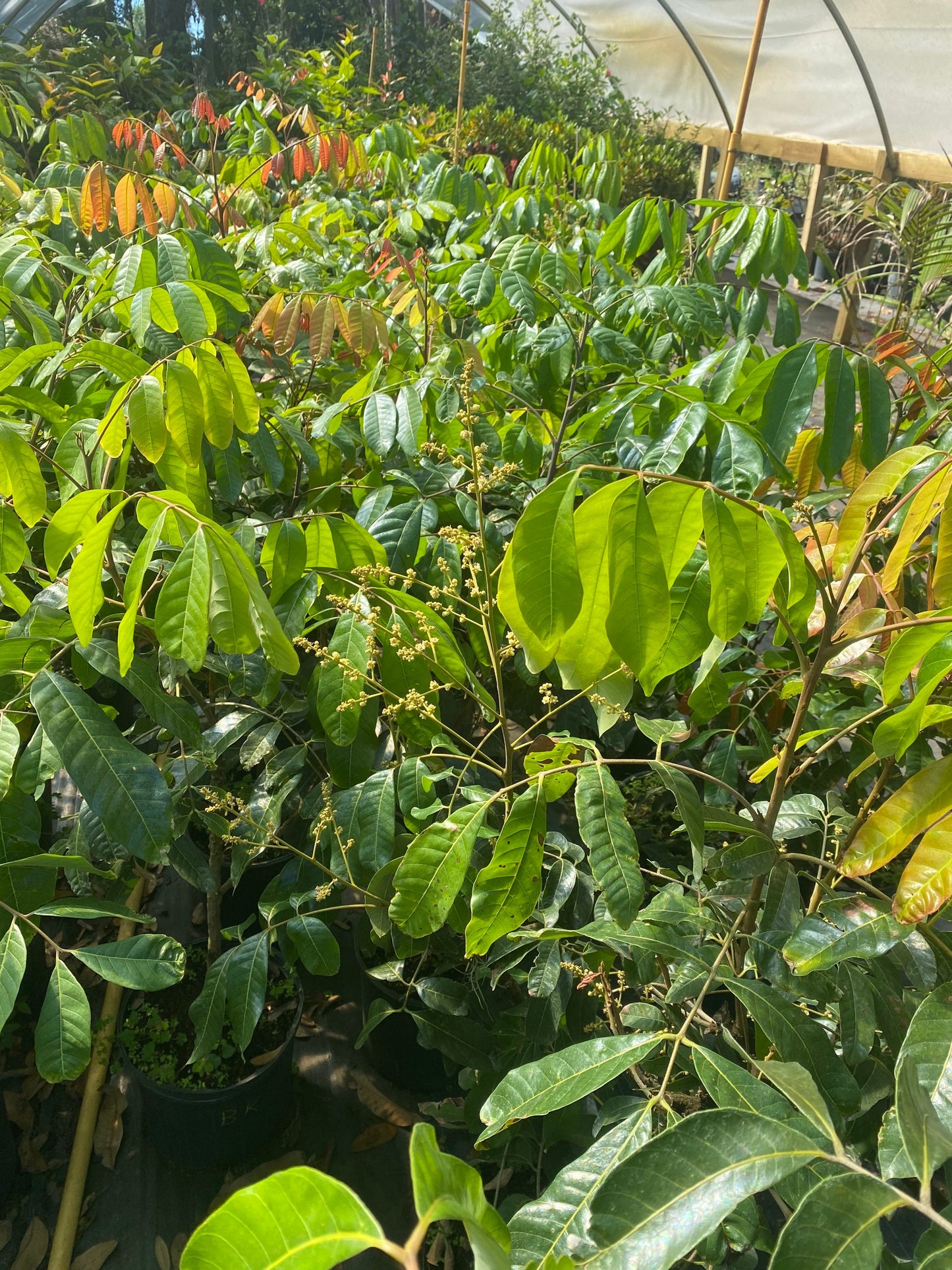 Longan Tree - Kohala- Cay Nhan