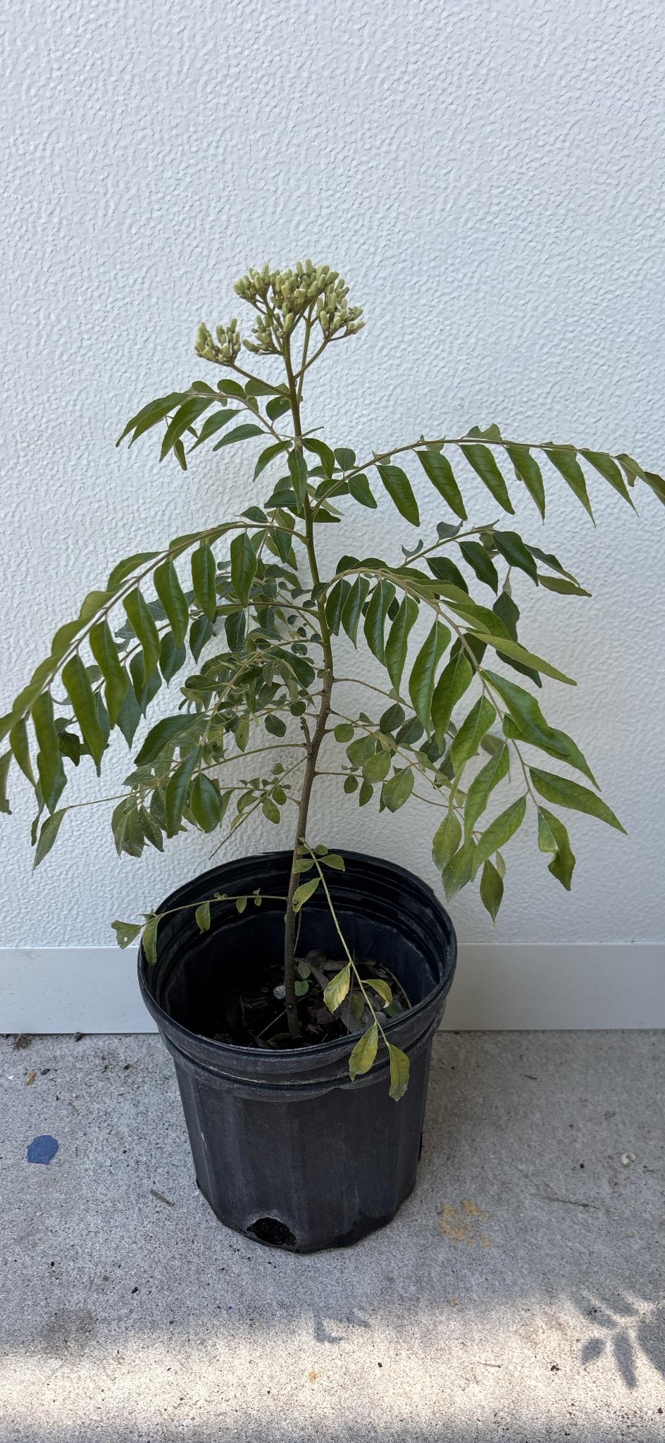 Curry Leave- Cay Ca Ri