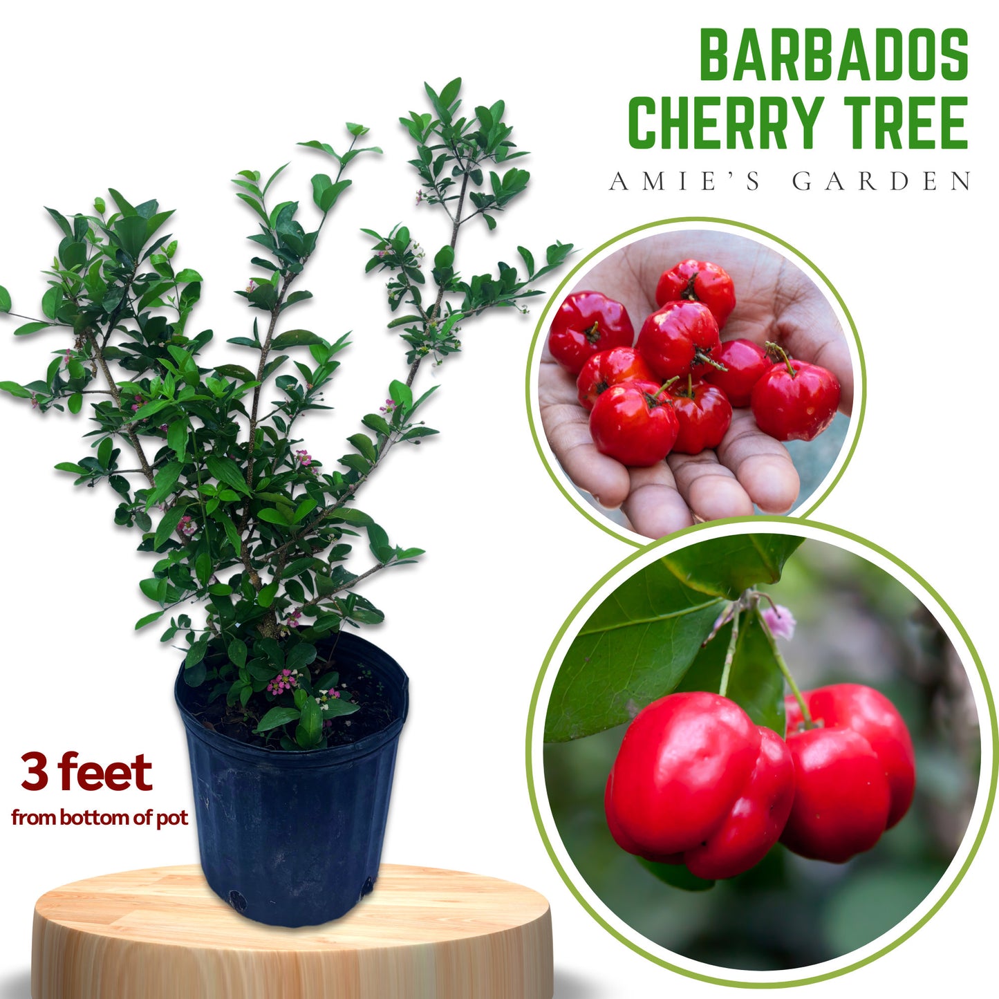 Barbados Cherry Tree- Sori VN