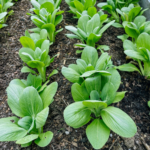 Cải thìa-20g-Bok choy