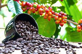 Coffee Tree - Cay Cafe