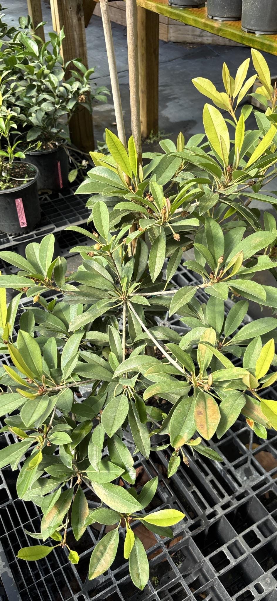 Sapodilla Tree - 5 gallon