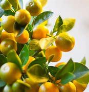 Bush Calamondin tree - Tac chua
