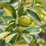 Variegated Pink Lemon Tree- Chanh Cam Thach Hong