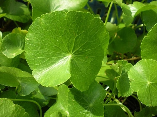 Rau má lá to-1g- Pennywort Seeds, Gotu Kola , Centella asiatica seeds