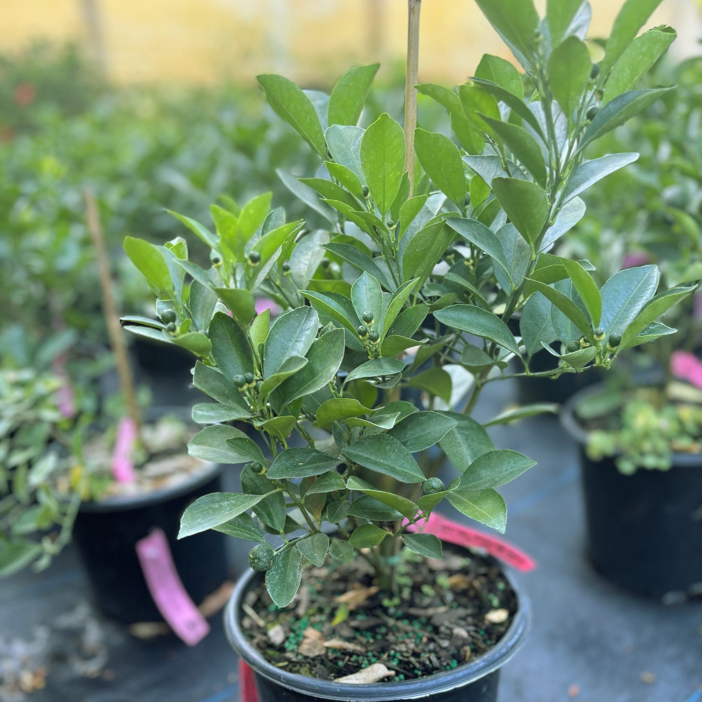 Bush Calamondin tree - Tac chua