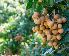 Longan Tree - Kohala- Cay Nhan
