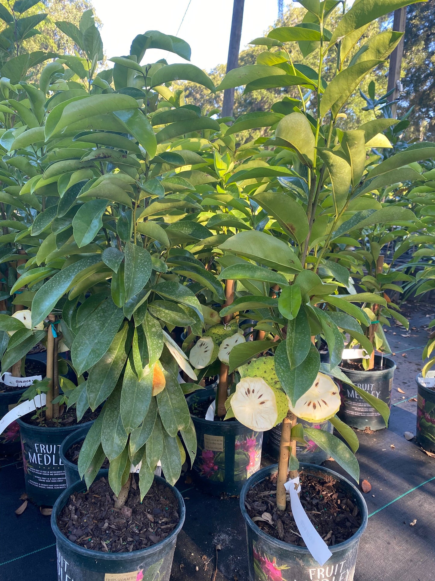 Soursop Tree - Mang Cau Xiem