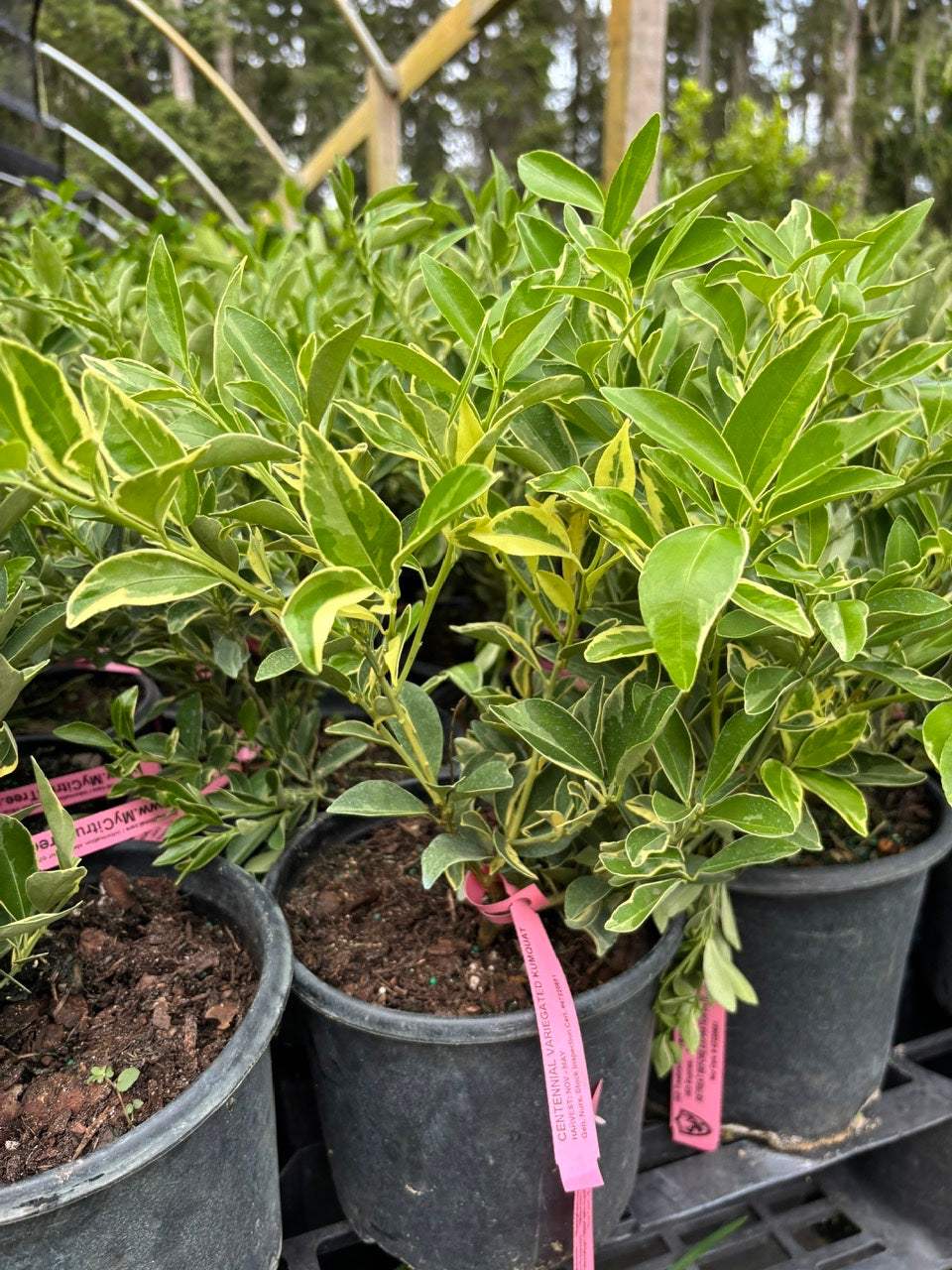 Centennial Variegated Kumquat Bush-Tac Cam Thach