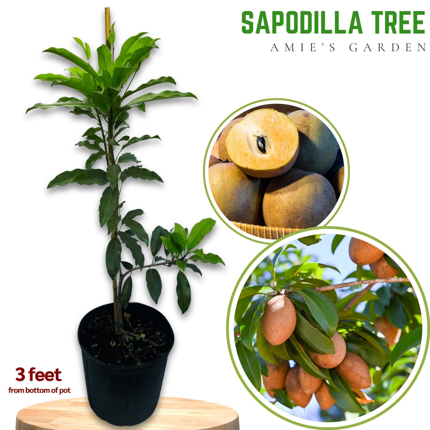 Sapodilla Tree- Sapoche
