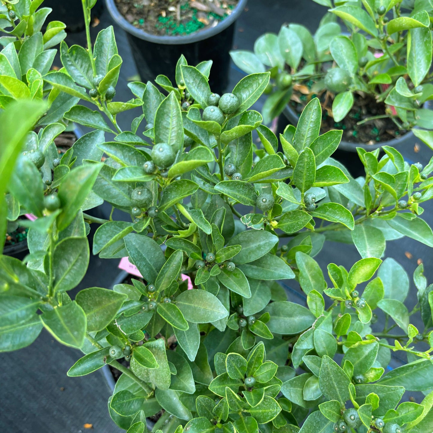 Bush Calamondin tree - Tac chua