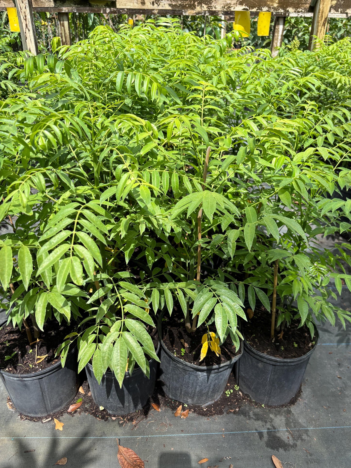 June Plum Tree- Cay Coc