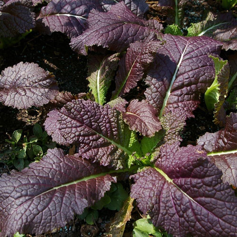 Cải mù tạt đỏ-1g-red mustard seeds