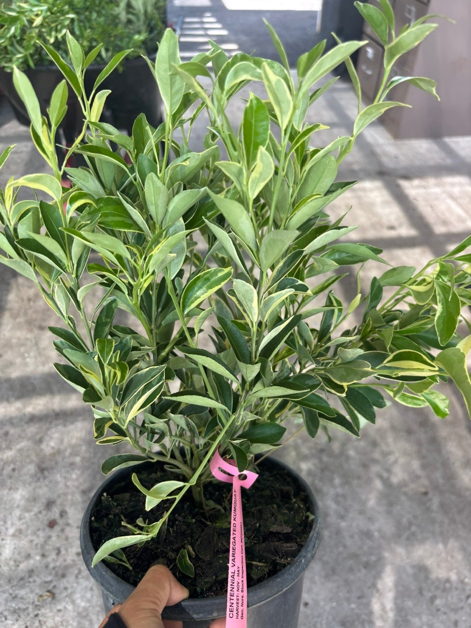 Centennial Variegated Kumquat Bush-Tac Cam Thach