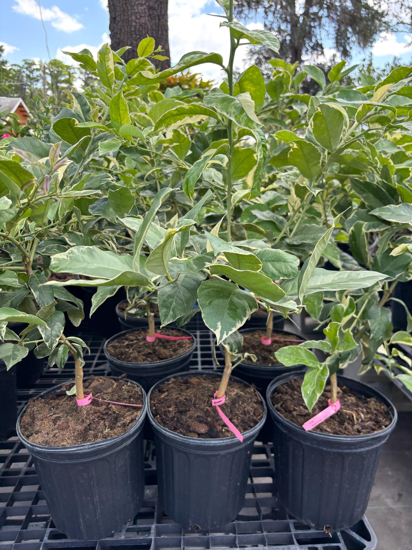 Variegated Pink Lemon Tree- Chanh Cam Thach Hong
